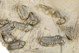 Cluster Of + Struveaspis & Austerops Trilobites - Jorf, Morocco #244128-4